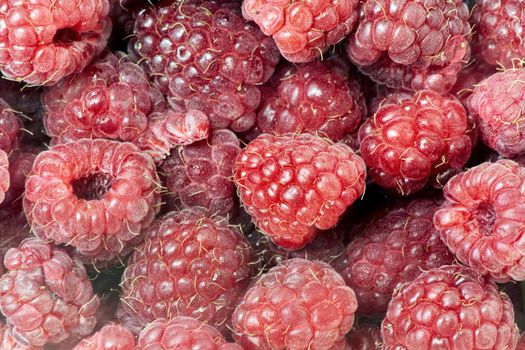 Background from a variety of red ripe raspberries. Close-up of berry harvest