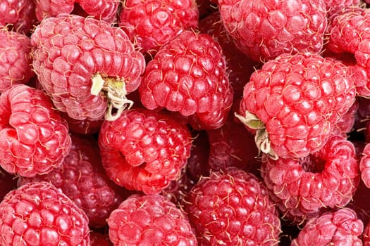 Background from a variety of red ripe raspberries. Close-up of berry harvest