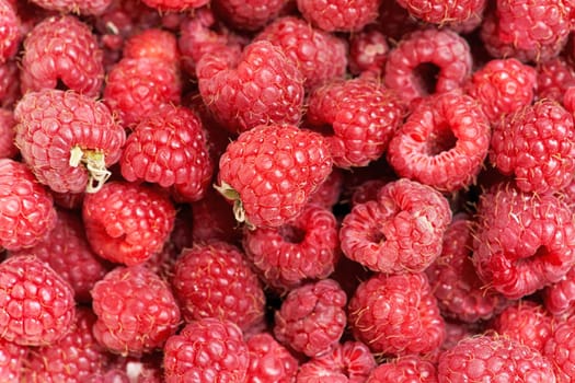 Background from a variety of red ripe raspberries. Close-up of berry harvest