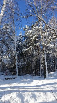 The edge of the forest on a sunny winter day in Scandinavia