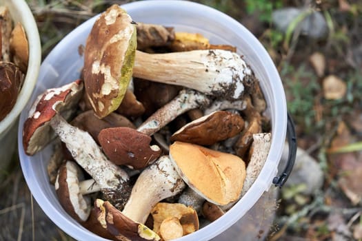 A large bucket filled with raw mushrooms found in the forest in autumn, top view