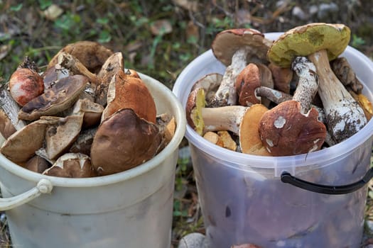 Many mushrooms collected in the forest lie in plastic buckets