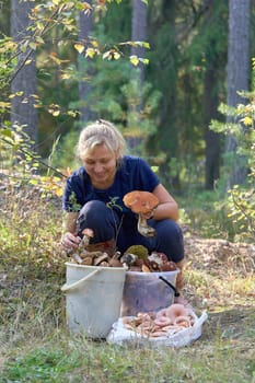 A girl sitting puts big mushrooms in buckets. The blonde holds large boletus in her hands. Vertical frame