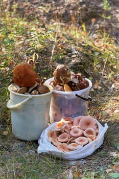 Lots of mushrooms picked in the forest lie in plastic buckets, vertical shot
