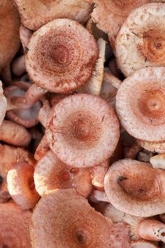 A background of edible forest mushrooms with a round pink cap. Texture and background close up