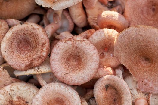 Edible forest mushrooms close-up. Background and texture of mushrooms