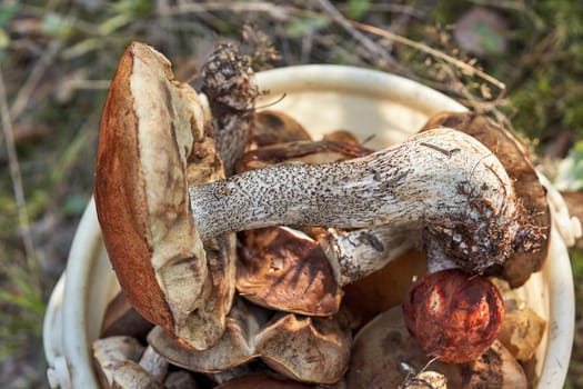 A large boletus mushroom lies on top of other mushrooms found in the forest in autumn, top view