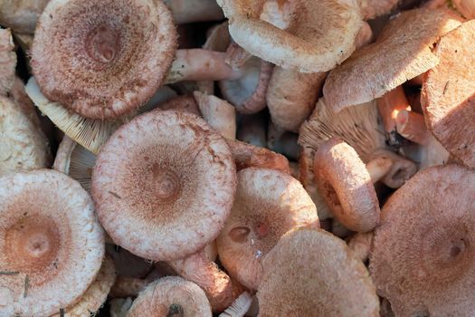 Edible forest mushrooms close-up. Background and texture of mushrooms