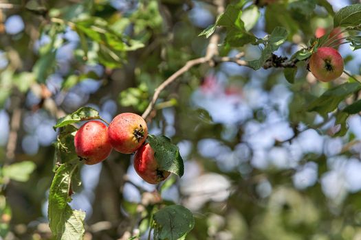 Red apples on a tree branch on a sunny day against the background of foliage and blue sky