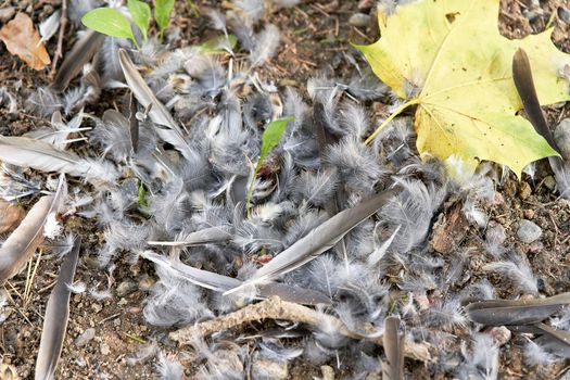 Gray bird feathers are scattered on the ground