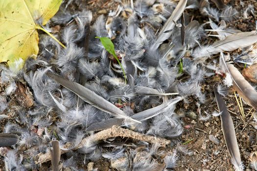 Many bird feathers lie on the ground, top view