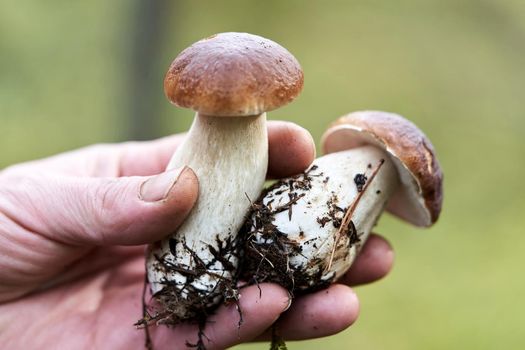 Two boletus mushrooms in the outstretched palm of a mushroom picker against the background of a blurred forest, close-up
