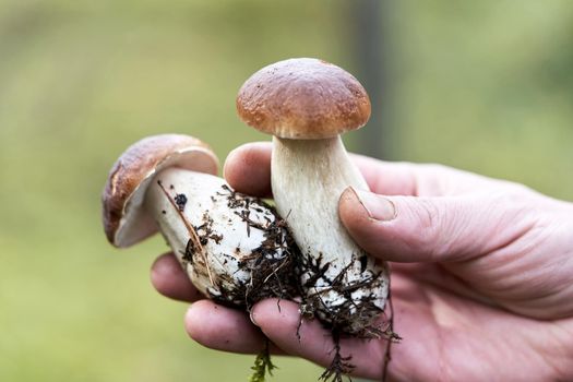 Two boletus mushrooms found in the forest in the hand of a mushroom picker against the background of a blurred forest