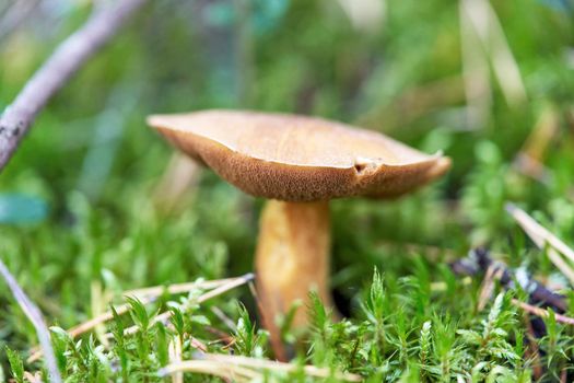 A large yellow flywheel mushroom has grown in the green grass. Spongy edible mushroom close up