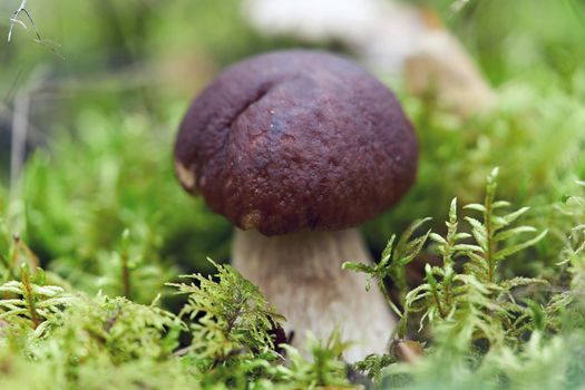 A large boletus mushroom has grown in the green grass. Portrait of a mushroom in the forest close up