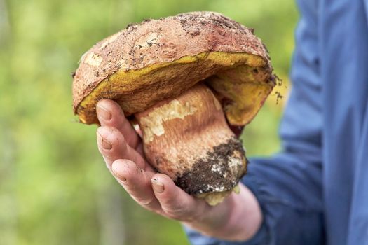 Big boletus mushroom in the hand of a mushroom picker against the background of a blurred forest