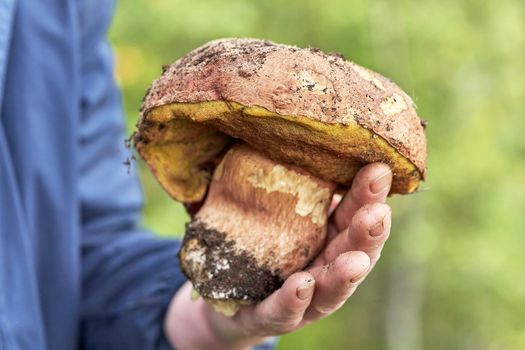 Big boletus mushroom in the hand of a mushroom picker against the background of a blurred forest