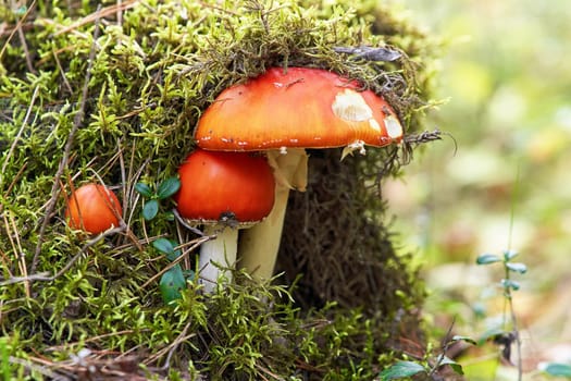 Three poisonous fly agaric mushrooms with red caps grown in the forest in green moss