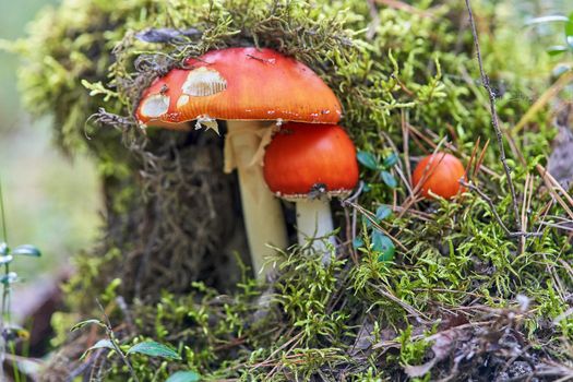 A family of poisonous fly agaric mushrooms with red caps covered with green moss