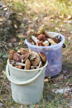 Lots of mushrooms picked in the forest lie in plastic buckets, vertical shot