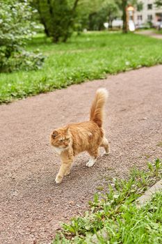 A ginger cat walks along the park path along the green grass with his fluffy tail raised