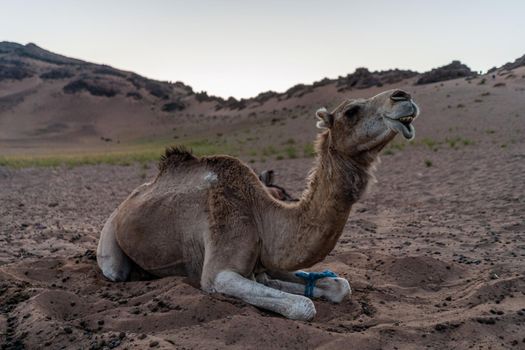 Camel sitting on sand in Sahara desert.