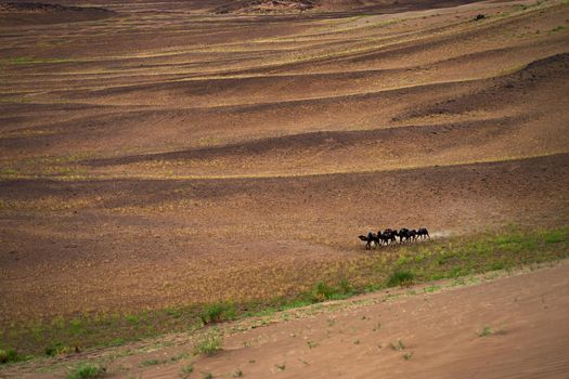 Herd of camels on sand dune in Sahara desert.