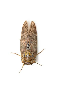 Image of large brown cicada insect isolated on white background. Insects.