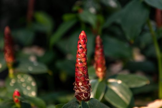 Close-up of a red costus (spiral root, spiral ginger, ornamental ginger) in front of a green palm tree