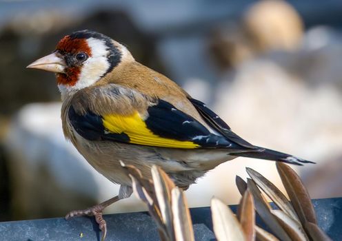 goldfinch bird sitting on a drinking trough in the early morning