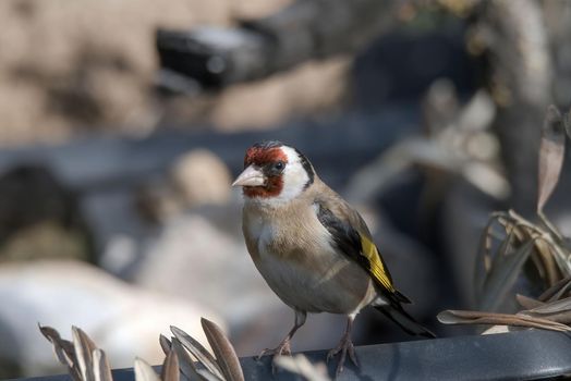 goldfinch bird sitting on a drinking trough in the early morning