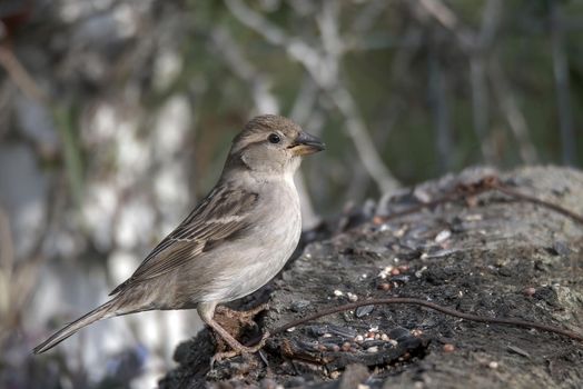 sparrow bird perched on a wood in search of food and water