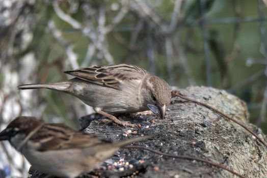 birds couple sparrows resting on a wood in search of food and water