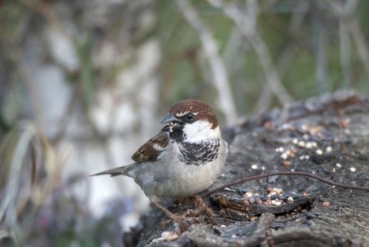 sparrow bird perched on a wood in search of food and water