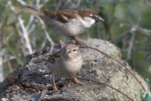 birds couple sparrows resting on a wood in search of food and water