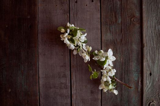 The swollen branch of the apple tree on a wooden background. High quality photo