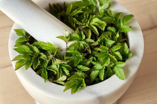 Fresh young goutweed leaves in a white mortar