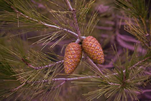 Pine cones close up on branch. Greece.