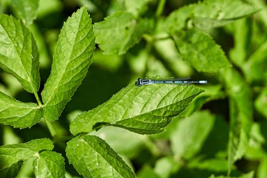 Blue dragonfly sits on green leaves on a sunny summer day. Insect on the background of foliage