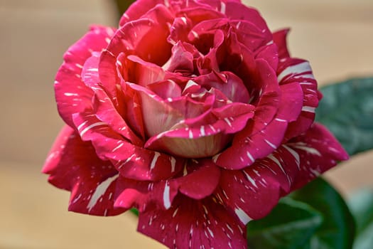 A large red rose flower bloomed in the garden on a summer sunny day. Close up