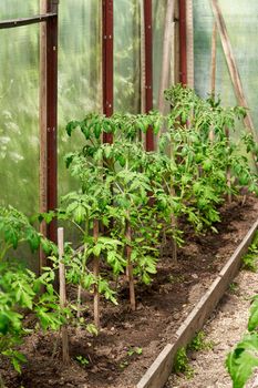 A large red rose flower bloomed in the garden on a summer sunny day. Garden greenhouse with cucumbers and flowering tomato bushes