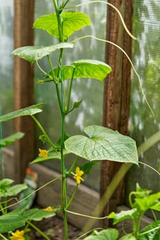 Blooming cucumber bush growing in a greenhouse, growing vegetables. Close up