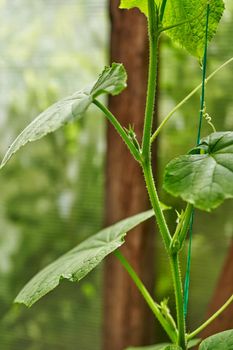 Growth and blooming of greenhouse cucumbers, growing organic food. Close up