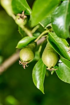 Pears on a branch, unripe green pear, Pear tree,Tasty young pear hanging on tree. Close up