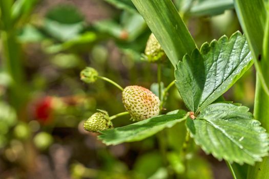 Strawberry ripens in the garden, strawberry bush with green unripe berry. Close up