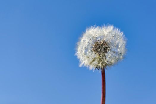 Dandelion seeds in rays of sunlight on a background of blue sky. Close up