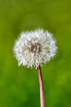 White ball of dandelion flower in the rays of sunlight on a background of green grass. Close up