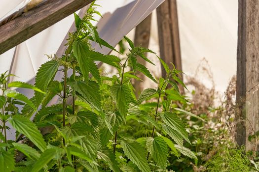 Nettle with fluffy green leaves. Medicinal plant nettle. Close up