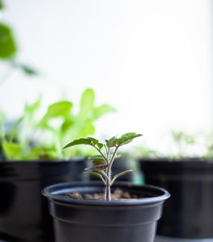 Close-up of seedlings of green small thin leaves of a tomato plant in a container growing indoors in the soil in spring. Seedlings on the windowsill