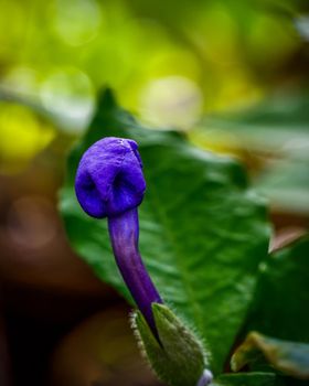 Blue tropical flower blooming, close-up photo of violet blue tropical flower